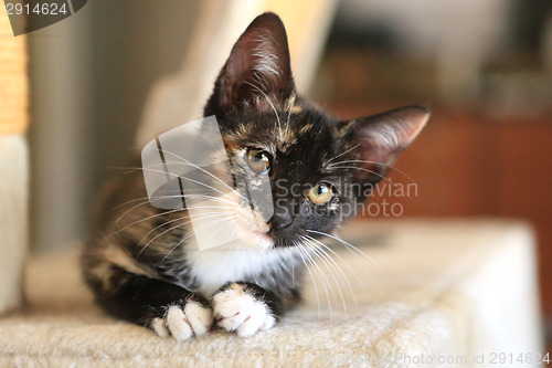 Image of Baby Cat Sitting on Play Tower in Natural Light