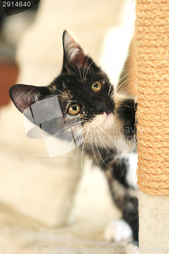 Image of Baby Cat Sitting on Play Tower in Natural Light
