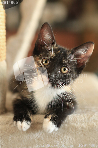 Image of Baby Cat Sitting on Play Tower in Natural Light