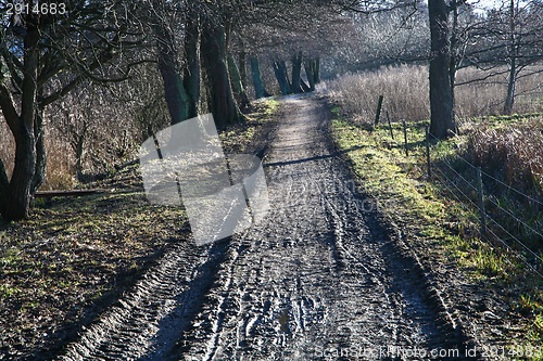 Image of Path in a Forest 