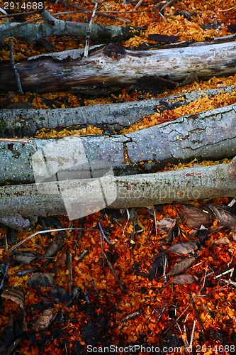 Image of Sawdust on the ground after the woodcutter work