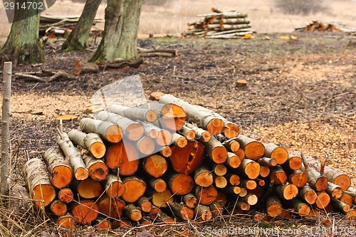 Image of Wood stack in a Forest after the woodcutter work