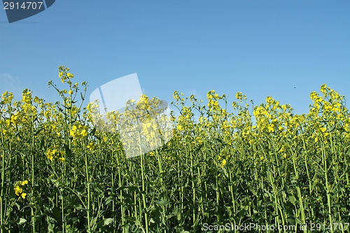 Image of Rapse field