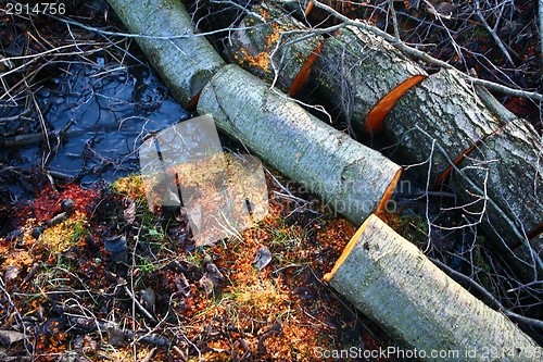 Image of Sawdust on the ground after the woodcutter work