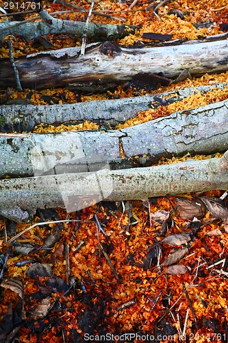 Image of Sawdust on the ground after the woodcutter work