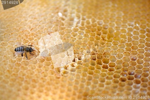 Image of bees work on honeycomb