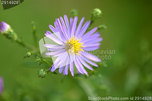 Image of blue camomile flower