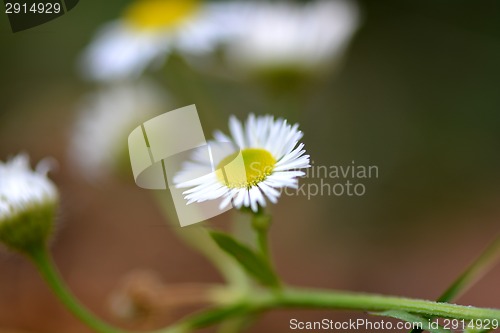 Image of Beautiful daisies on a flower background
