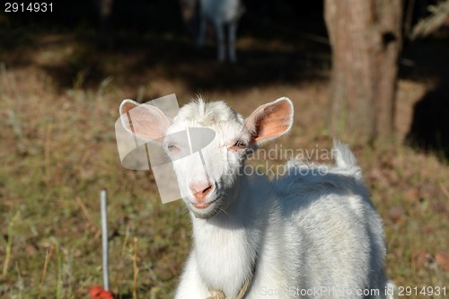 Image of Goat on a summer pasture