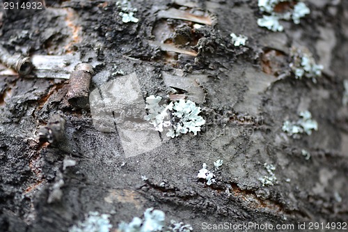 Image of grunge wooden texture used as background.