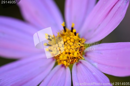 Image of Close-up on blue flowers