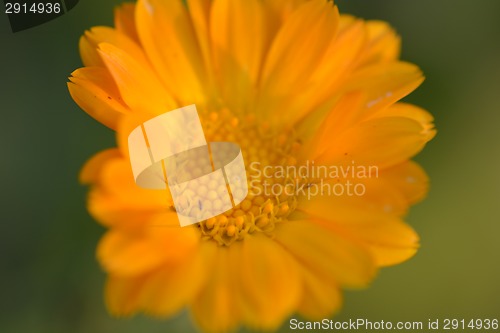 Image of Close up of yellow flower