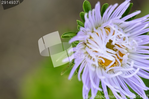 Image of macro blue flower