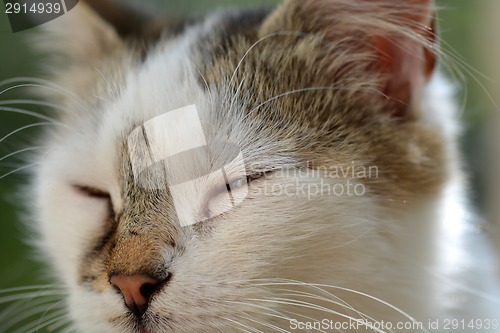 Image of head cat close up
