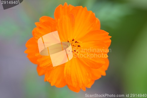 Image of Close up of yellow flower