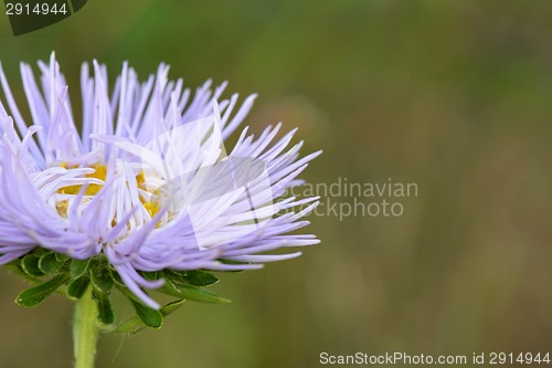 Image of Close-up on blue flowers