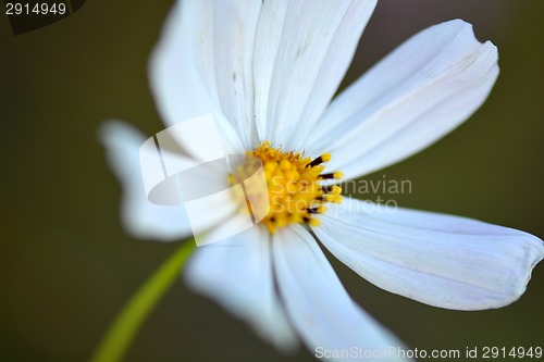 Image of macro chamomile white flower
