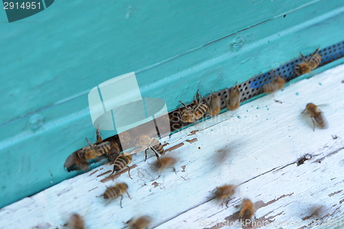 Image of Close up view of the working bees