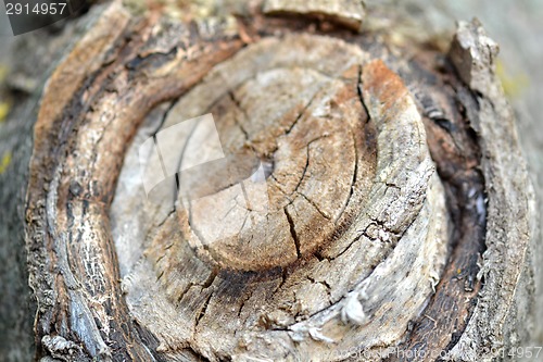 Image of tree bark in the background