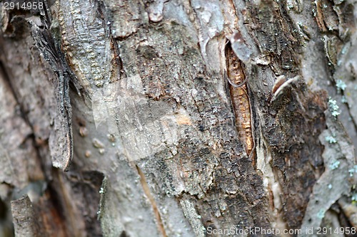 Image of tree bark in the background