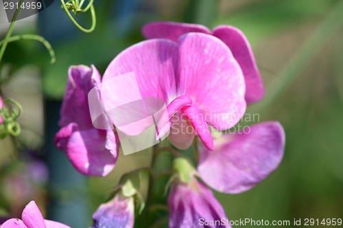 Image of pink flowers, macro