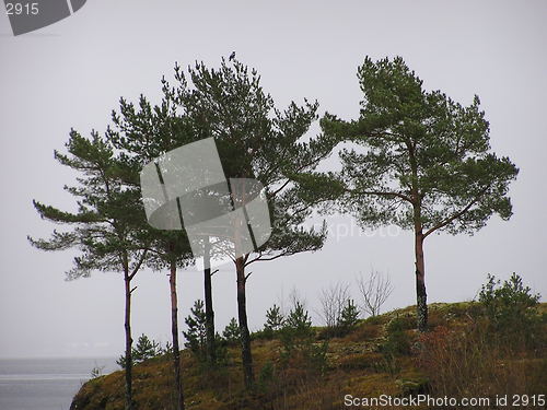 Image of Pine trees