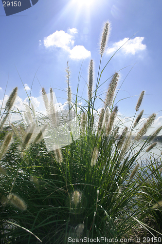 Image of Sunbeams on ornamental grass