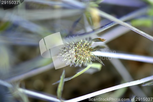 Image of blue bud flowers with leaves