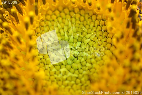 Image of Close up view of the yellow sunflower