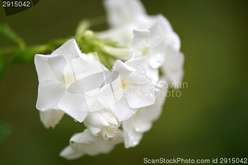 Image of blossoming tree brunch with white flowers
