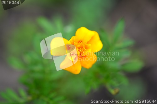 Image of Beautiful blooming flower orange color