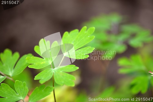 Image of green leaf background