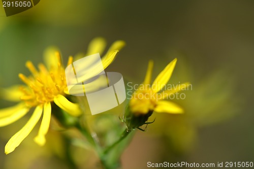 Image of Closeup of beautiful yellow flowers in the garden