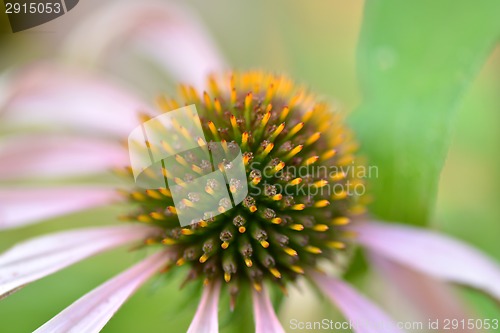 Image of macro detail of a flower