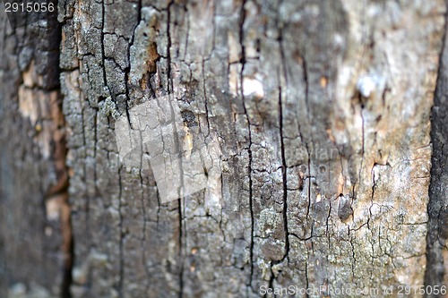 Image of tree bark in the background