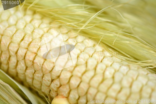 Image of Macro photo of yellow corn background, healthy and tasty food