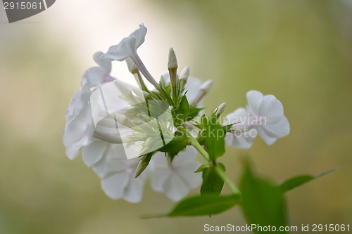 Image of Blossoming tree branch with white flowers on bokeh green background