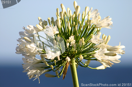 Image of Ocean agapanthus