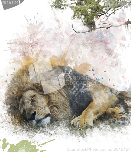 Image of Watercolor Image Of  Sleeping Lion