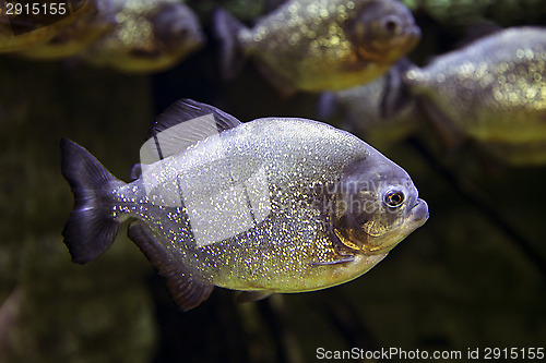 Image of Exotic fish