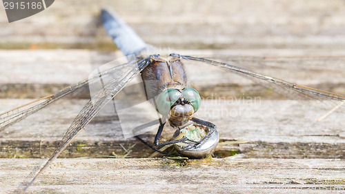 Image of Blue dragonfly protecting eggs