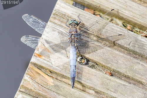 Image of Blue dragonfly resting on wood