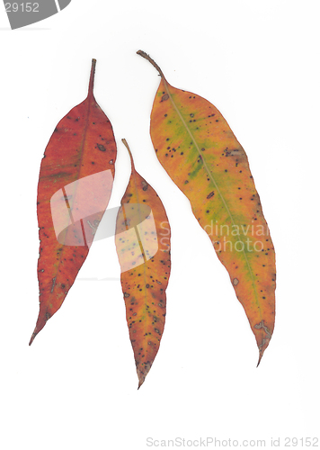 Image of Gumleaf fall