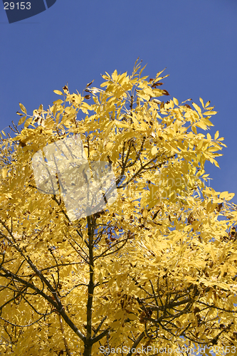 Image of Autumn Foliage