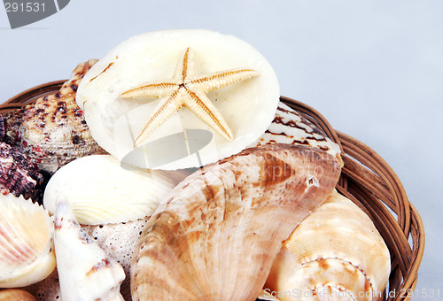 Image of Shells and starfish