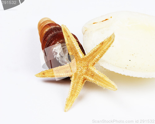 Image of Shells and starfish isolated