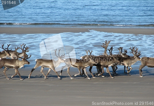 Image of Reindeer on the beach