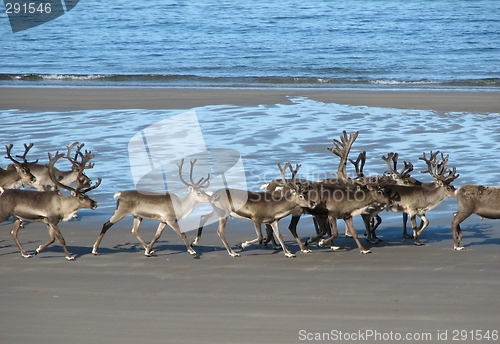 Image of Reindeer on the beach