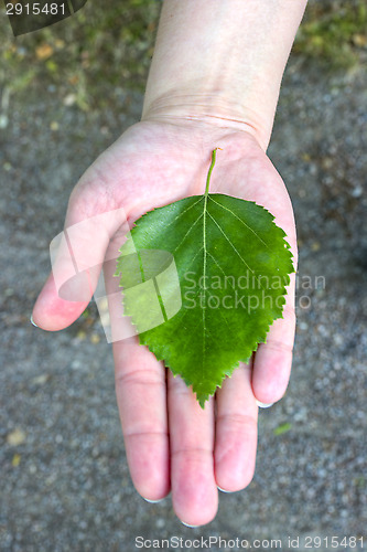 Image of Birch leaf