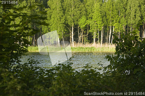 Image of Green forest